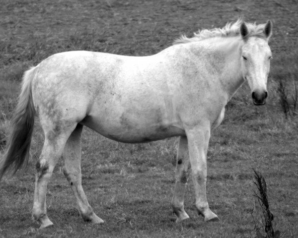 broodmare Luna (Heavy Warmblood, 2002, from Indygo)