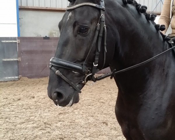 horse Estevao de marialva (Lusitano, 2009, from Marialva) horse Estevao de marialva (Lusitano, 2009, from Marialva)