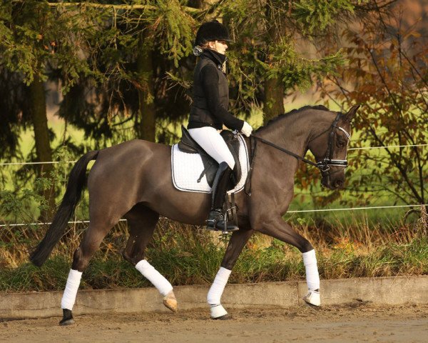 Springpferd Very Pretty (Deutsches Reitpony, 2009, von Bergarac)