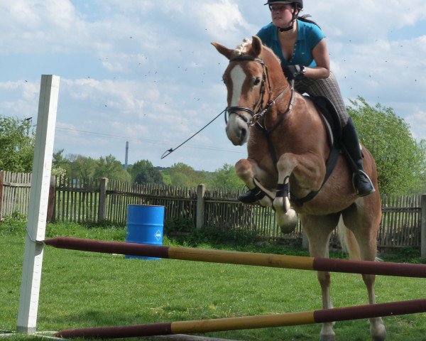 dressage horse Miss Suri (Haflinger, 2008, from Nordboee)