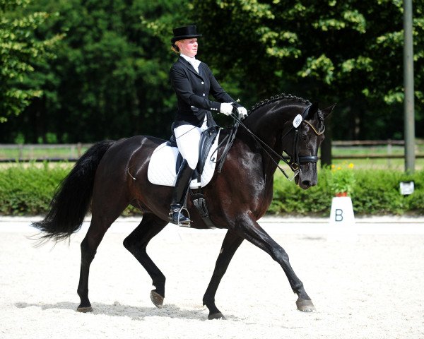 dressage horse Digger 41 (Westphalian, 2004, from Doc Martens)