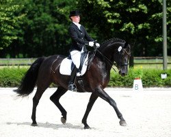 dressage horse Digger 41 (Westphalian, 2004, from Doc Martens)