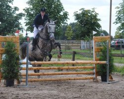 jumper Rafaello 8 (KWPN (Royal Dutch Sporthorse), 2006, from Radisson)