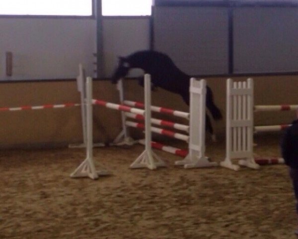 jumper Manu-Lito V. (German Riding Pony, 2009, from Man in Black)