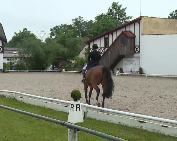 Reitturnier Hof-Haidt 2021