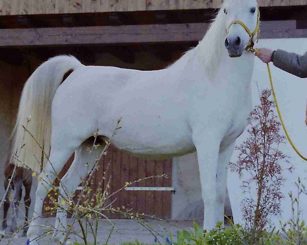 broodmare Sahrina 1981 ox (Arabian purebred, 1981, from Saher 1967 ox)