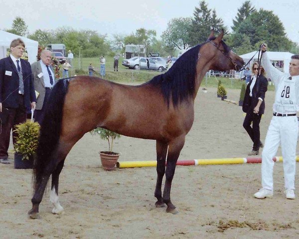 stallion Mubarak II 1992 EAO (Arabian purebred, 1992, from Moataz EAO)