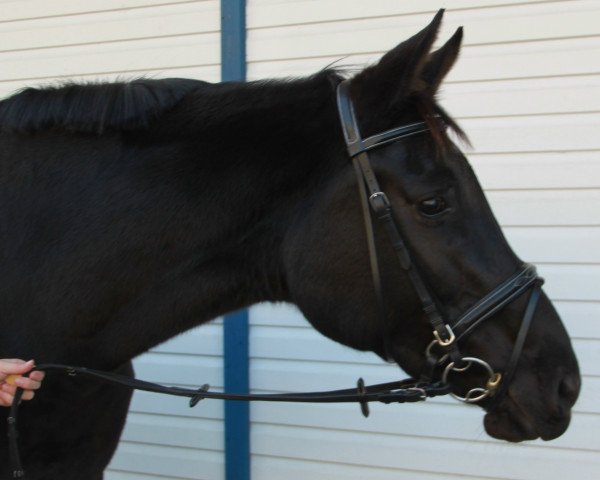 broodmare Soleya (German Warmblood, 2002, from Skatman)