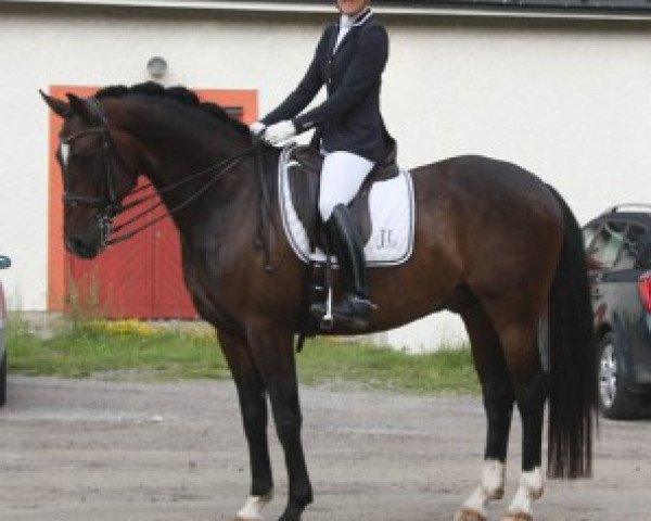 horse Swindell JL (Swedish Warmblood, 2004, from Saigon 1034) horse Swindell JL (Swedish Warmblood, 2004, from Saigon 1034)