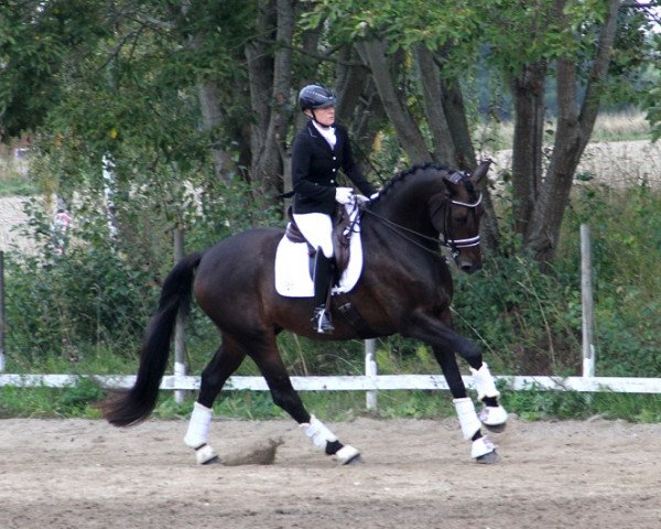 dressage horse Stockwell JL (Swedish Warmblood, 2006, from Saigon 1034)
