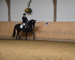 broodmare Souvenir (Westphalian, 2009, from Sarkozy 3)