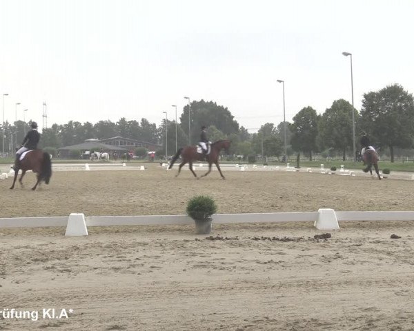 Reitturnier Münster-Roxel 2021