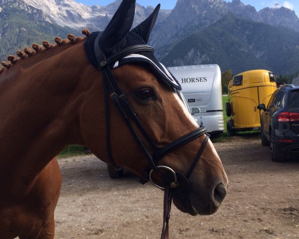 jumper Lord 1011 (Polish Warmblood, 2002, from Graf Quidam)