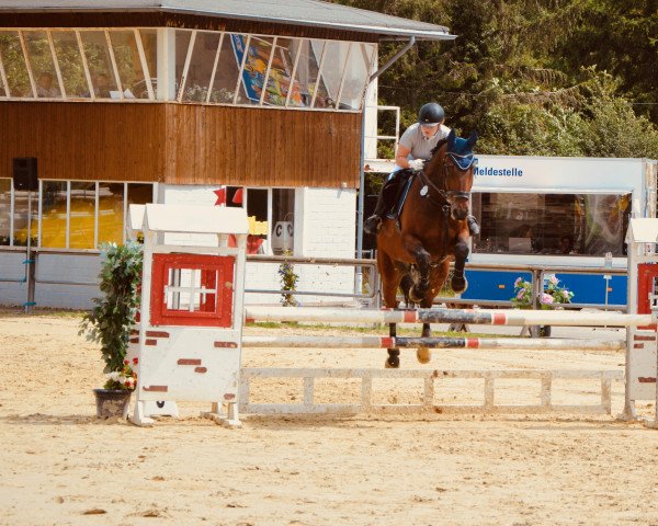 Springpferd Ernst K (Westfale, 2005, von Ehrentusch) Springpferd Ernst K (Westfale, 2005, von Ehrentusch)