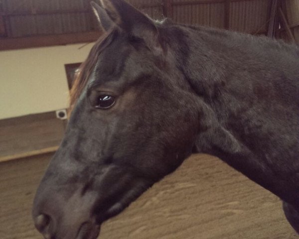 horse Express Solar Eclipse (German Riding Pony, 2013, from Strahlemann)