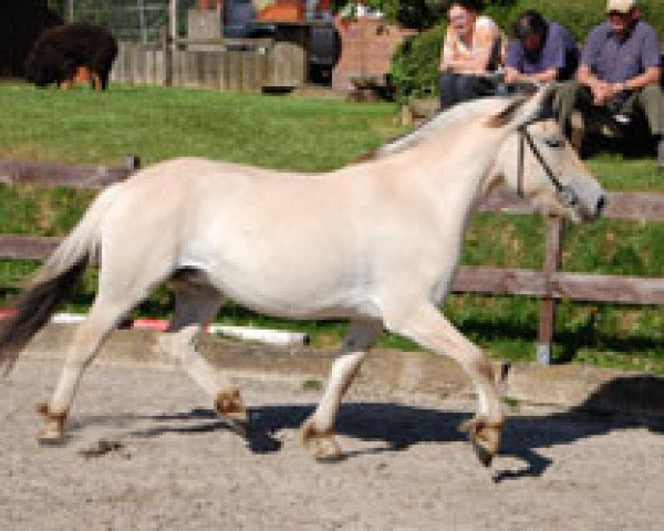 broodmare Lärke (Fjord Horse, 2006, from Valor Halsnaes)