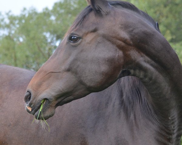horse Belissimo's Beverly (Hanoverian, 2006, from Belissimo NRW)