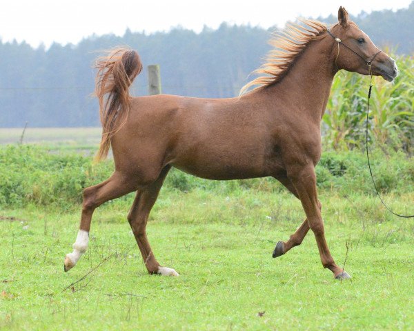 horse MM Marwa ox (Arabian purebred, 2010, from T.M. Lopez ox)