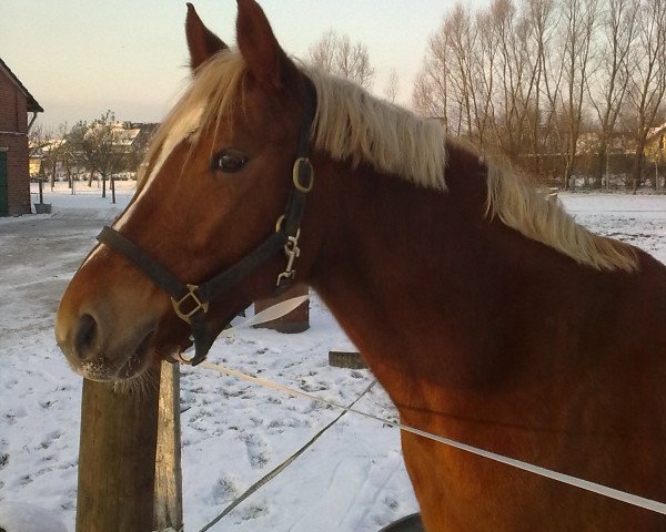 dressage horse Pan Tau 89 (German Riding Pony, 2001, from Playboy)