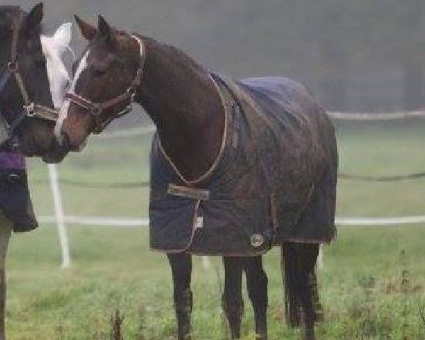horse Matinee (Rhinelander, 2004, from Frederiko)