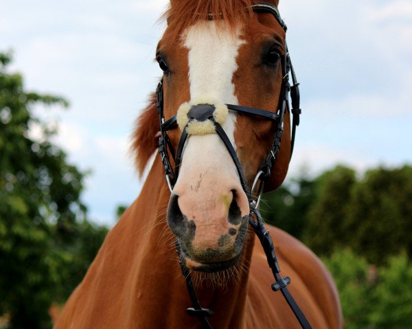 horse Willox 5 (Hanoverian, 2005, from Worldly I)