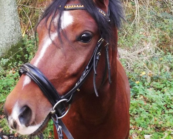 Pferd Venuac (Deutsches Reitpony, 2009, von Valido's Highlight)