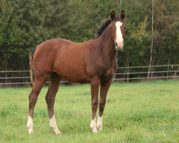horse Volanda (Trakehner, 2014, from Hirtentanz 2)