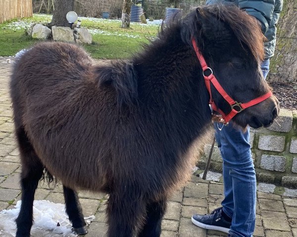 Zuchtstute Kirchweihtals Schnick-Schnack (Dt.Part-bred Shetland Pony, 2021, von Kirchweihtal's Apache)