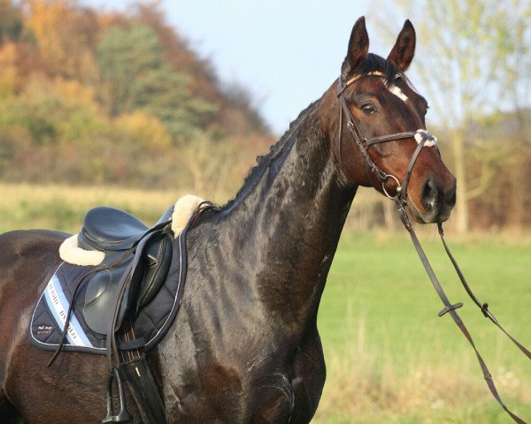 jumper Delong 3 (Hanoverian, 2002, from Der Lenz)