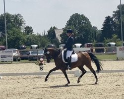 broodmare Wischoffs Exclusive (German Riding Pony, 2009, from Reitland's Du oder Keiner)