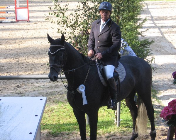 Springpferd Count on me 7 (Holsteiner, 2009, von Cormint)