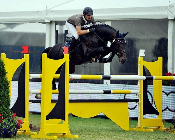 stallion Raccato KWG (Oldenburg, 2006, from Royal GZ)