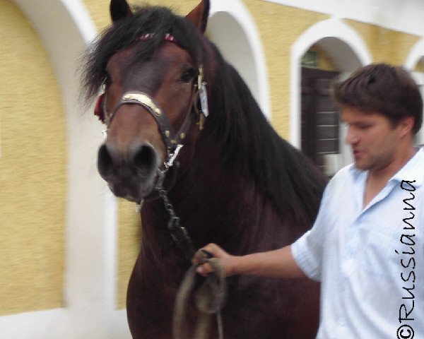 Deckhengst Takt Vulkan XVII (Noriker, 2004, von Taurus Vulkan XVI) Deckhengst Takt Vulkan XVII (Noriker, 2004, von Taurus Vulkan XVI)