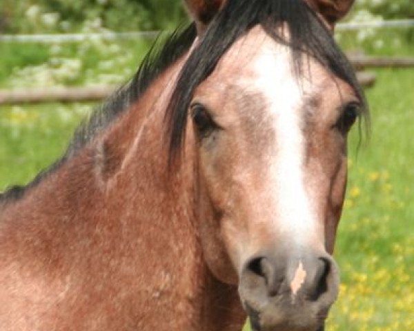 stallion Pasha Adham (Arabian purebred, 2012, from Shaklan Ibn Bengali ox)