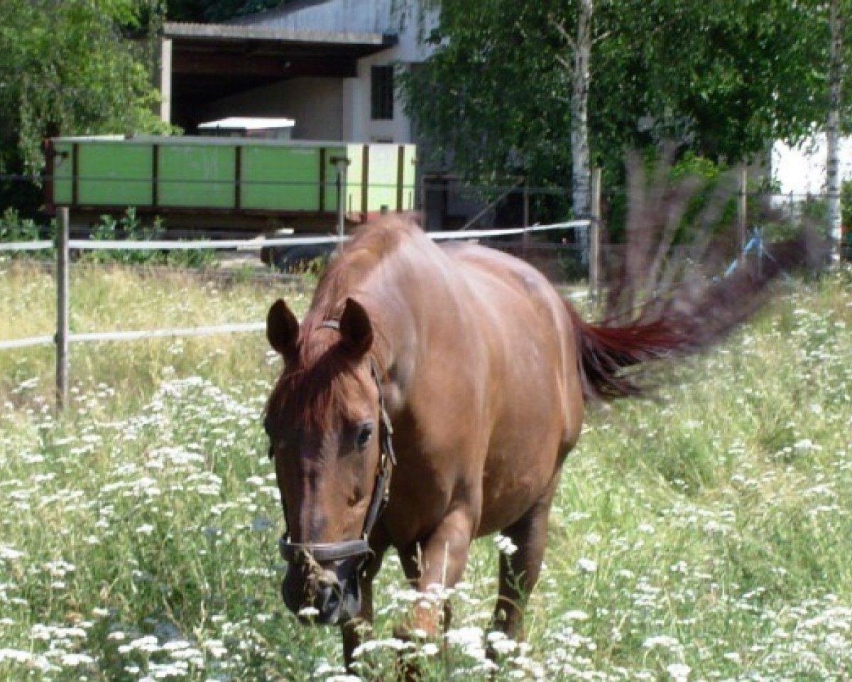 Caballo Karim x (Árabe-Anglo, 1987, de Präfectus xx)