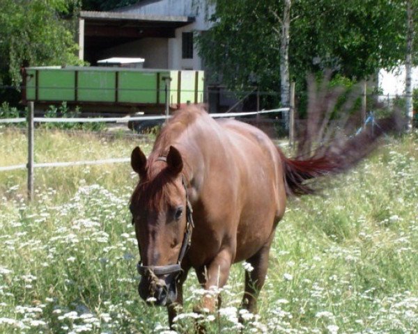 Caballo Karim x (Árabe-Anglo, 1987, de Präfectus xx)