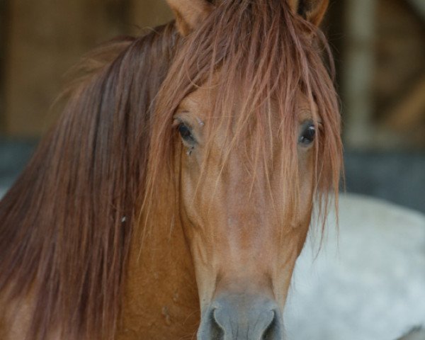 broodmare Calida III (Pura Raza Espanola (PRE), 1998, from Balsito II)