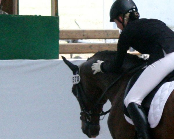 Dressurpferd Watch Me 51 (KWPN (Niederländisches Warmblut), 2003, von Gribaldi)