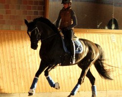Fattrice Soleil 39 (Westfale, 2008, di San Amour I)