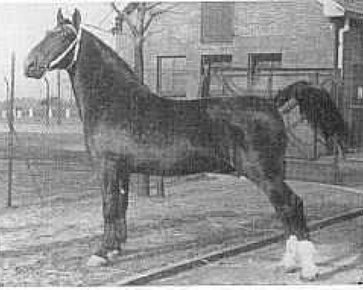Deckhengst Olgraaf (Gelderländer, 1950, von Graaf van Wittenstein)