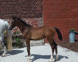 Pferd Can Win (Westfale, 2020, von Cornet Obolensky)