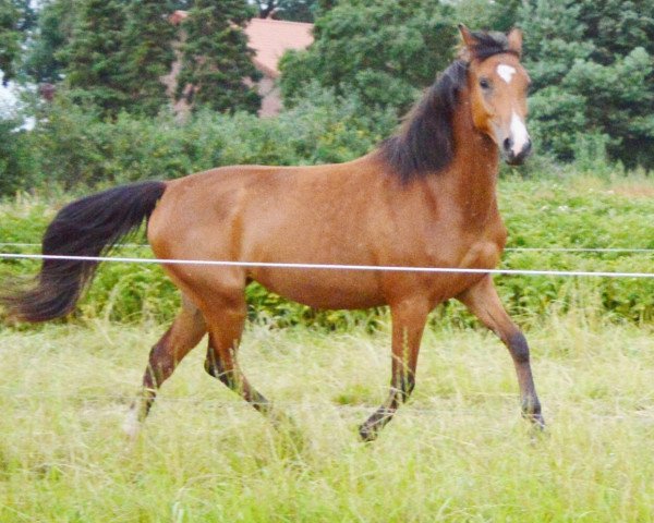 Pferd Saphira (Kleines deutsches Reitpferd, 2012, von Come and Fight)
