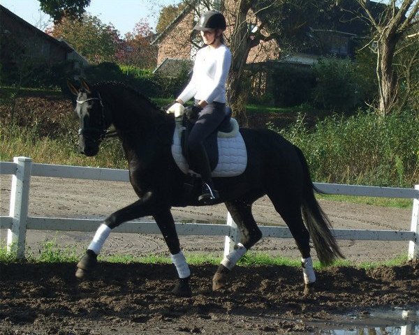 horse Bea (Oldenburg, 2010, from Blue Hors Bentley)