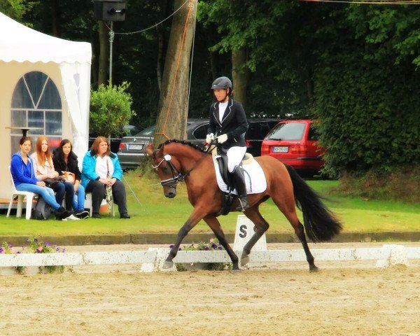 broodmare Daphina (German Riding Pony, 2011, from Dance Star AT NRW)