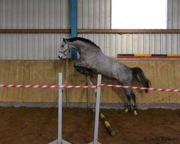 broodmare Andante (Oldenburg, 2009, from A-Dur II)