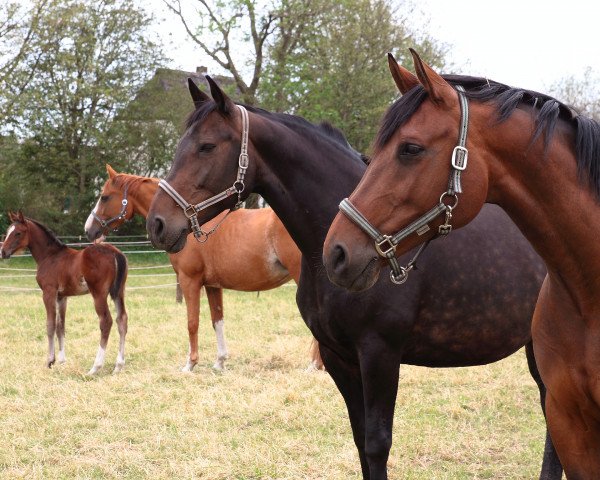 dressage horse Loretta (Westphalian, 2004, from Larson)