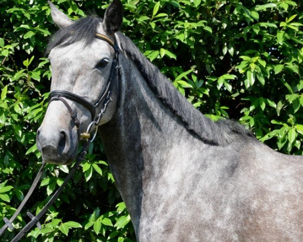 jumper Scarlett 635 (Hanoverian, 2008, from Stenograph)