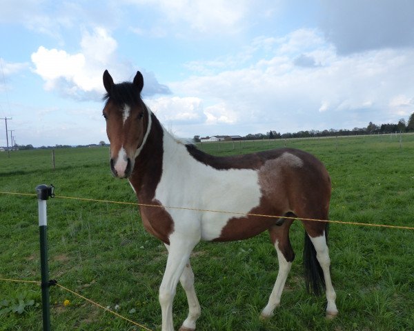 dressage horse Morgan (Arabian, 2008, from Machmuth Nur ox)