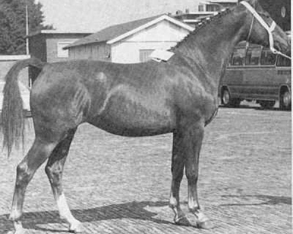 Zuchtstute Fresia (Gelderländer, 1964, von Amor) Zuchtstute Fresia (Gelderländer, 1964, von Amor)