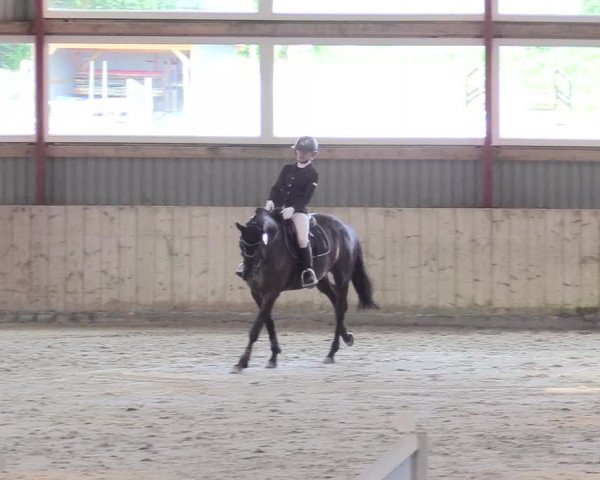 Reitturnier Süderlügum 2021